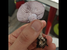 https://image.noelshack.com/minis/2021/47/1/1637592017-img-20211120-175954-01.png