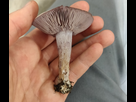 https://image.noelshack.com/minis/2021/47/1/1637592017-img-20211120-180031-01.png