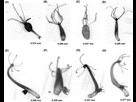 https://image.noelshack.com/fichiers/2021/47/4/1637799642-estimating-the-size-of-hydra-images-of-live-animals-of-a-d-hydra-vulgaris-and.png