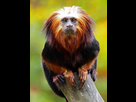 https://image.noelshack.com/fichiers/2021/47/4/1637862886-lion-tamarin-picture-id186036813.jpg