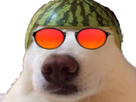 https://image.noelshack.com/fichiers/2021/48/5/1638559942-1548522891-chien-melon.png