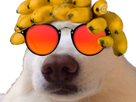 https://image.noelshack.com/minis/2021/48/6/1638630964-1638534701-1548522891-chien-melon.png