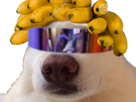 https://image.noelshack.com/fichiers/2021/48/6/1638636332-chien-banane-lunette-1.png