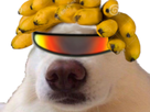 https://image.noelshack.com/fichiers/2021/48/6/1638636332-chien-banane-lunette-2.png