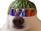 https://image.noelshack.com/fichiers/2021/48/6/1638636332-chien-melon-lunette-1.png
