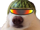 https://image.noelshack.com/fichiers/2021/48/6/1638636332-chien-melon-lunette-2.png