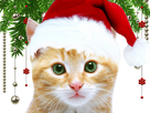 https://image.noelshack.com/fichiers/2021/49/2/1638852190-chat-miaou-noel.png