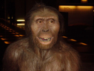 https://image.noelshack.com/fichiers/2021/49/2/1638854559-lucy-australopithecus-afarensis-820x615.jpeg