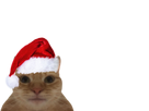 https://image.noelshack.com/fichiers/2021/49/2/1638893670-mini-chat-noel.png