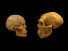 https://image.noelshack.com/fichiers/2021/49/4/1639039959-sapiens-neanderthal-comparison-en-blackbackground.jpg