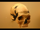 https://image.noelshack.com/fichiers/2021/49/4/1639067711-1280px-oase-2-skull-homo-sapiens.jpg