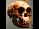 https://image.noelshack.com/fichiers/2021/49/6/1639228853-800px-homo-floresiensis.jpg