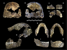 https://image.noelshack.com/fichiers/2021/49/6/1639228969-800px-homo-naledi-holotype-specimen-dh1.jpg