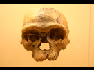 https://image.noelshack.com/fichiers/2021/49/6/1639229046-1024px-jebel-irhoud-1-homo-sapiens.jpg