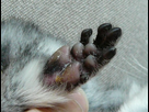 https://image.noelshack.com/fichiers/2021/49/7/1639306090-chichilla-paw-front-leg.jpg