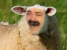 https://image.noelshack.com/fichiers/2021/50/1/1639402631-sheep.png