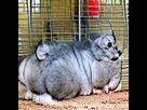 https://image.noelshack.com/fichiers/2021/50/1/1639430996-obese-chinchilla.png