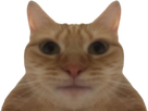 https://image.noelshack.com/fichiers/2021/50/2/1639442010-1630432176-chatmirroirstretch.png
