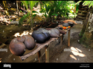 https://image.noelshack.com/fichiers/2021/50/2/1639443447-sea-coconut-coco-de-mer-lodoicea-maldivica-nature-reserve-vallee-de-ejhhx1.jpg