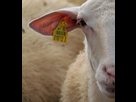https://image.noelshack.com/fichiers/2021/50/4/1639660880-440px-sheep-s-face-malta.png