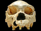 https://image.noelshack.com/fichiers/2021/51/1/1639964125-279px-homo-heidelbergensis-cranium-5.jpg