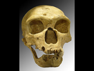 https://image.noelshack.com/fichiers/2021/51/1/1639966599-290px-homo-sapiens-neanderthalensis.jpg