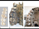 https://image.noelshack.com/fichiers/2021/51/1/1639967423-838-comparaison-homo-luzonesis-errectus-sapiens.jpg