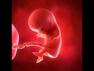 https://image.noelshack.com/fichiers/2021/51/2/1640099217-le-foetus-a-11-semaines-de-grossesse.jpg