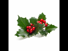 https://image.noelshack.com/fichiers/2021/51/4/1640255232-houx-commun-ilex-aquifolium.jpg