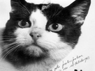 https://image.noelshack.com/fichiers/2021/51/7/1640501582-felicette-the-first-cat-in-space-finally-gets-a-memorial-cropped-2.jpg