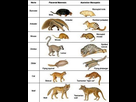 https://image.noelshack.com/fichiers/2021/51/7/1640525100-convergent-evolution-mammals21.jpg