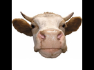 https://image.noelshack.com/fichiers/2021/52/4/1640875306-sticker-tete-de-vache.jpg