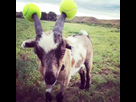 https://image.noelshack.com/fichiers/2021/53/5/1609505774-always-use-protection-when-youre-horny-goat-with-tennis-balls-on-horns5.jpg