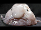 https://image.noelshack.com/fichiers/2022/01/1/1641217734-blobfish.jpg