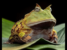 https://image.noelshack.com/fichiers/2022/01/1/1641223008-pacman-frog-or-toad-south-american-dirk-ercken.jpg