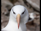 https://image.noelshack.com/fichiers/2022/01/7/1641702825-oiseaux-marins-albatros-a-sourcils-noirs-thalassarche-melanophris-04.jpg