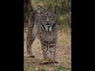 https://image.noelshack.com/fichiers/2022/01/7/1641745027-iberian-lynx-front.jpg