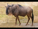 https://image.noelshack.com/fichiers/2022/02/5/1642126104-1200px-blue-wildebeest-ngorongoro.jpeg