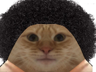 https://image.noelshack.com/fichiers/2022/02/5/1642166508-avortin-chat-afro.png