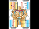 https://image.noelshack.com/fichiers/2022/03/4/1642679453-protective-barriers-of-the-brain.jpeg