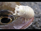 https://image.noelshack.com/fichiers/2022/03/6/1642817222-cymothoa-exigua.jpg