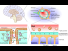 https://image.noelshack.com/fichiers/2022/03/6/1642817942-blood-brain-barrier-02.jpg