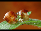 https://image.noelshack.com/fichiers/2022/03/6/1642818750-leucochloridium-paradoxum-escargot-1.jpg