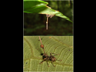 https://image.noelshack.com/fichiers/2022/03/6/1642819474-ophiocordyceps-unilateralis.jpg