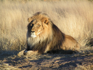 https://image.noelshack.com/fichiers/2022/03/7/1642964645-lion-waiting-in-namibia.jpg