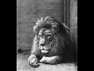 https://image.noelshack.com/fichiers/2022/03/7/1642966122-sultan-the-barbary-lion.jpg