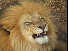 https://image.noelshack.com/fichiers/2022/03/7/1642973100-smiley-face-lion-very-handsome-male-makes-silly-smile-49636755.jpg