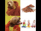 https://image.noelshack.com/fichiers/2022/04/5/1643388240-thumb-pitbull-pitty-dogs-dogsofinstagram-dog-meme-kids-drake-51193431.png