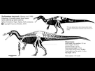 https://image.noelshack.com/fichiers/2022/04/6/1643452198-suchomimus-tenerensis-skeletal-reconstruction-by-franoys-dcce2an-fullview.jpg