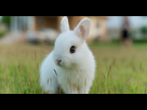 https://image.noelshack.com/fichiers/2022/05/4/1643853749-lapin.jpg